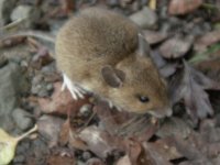 wood mouse upton 121111a.JPG