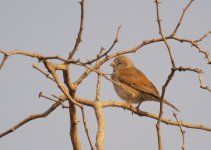 unknown sparrow E420_8223740.jpg