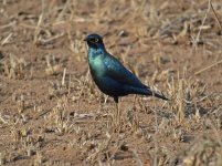 unknown starling E420_8223953.jpg