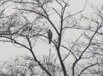 Northern Goshawk.jpg