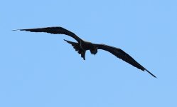 Lesser Frigatebird_off P Tioman_211011_IMG_9722.jpg