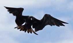 Lesser Frigatebird_off P Tioman_211011_IMG_9383.jpg