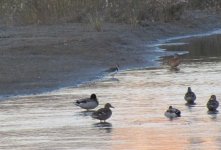 Northern Lapwing.jpg