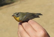 Mugimaki Flycatcher.jpg