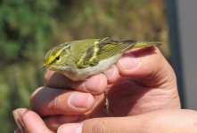 Pallas's Leaf Warbler.jpg