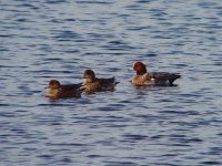 Wigeon Moors 131111.jpg