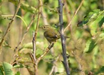 Radde's Warbler.jpg