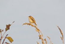 Zitting Cisticola.jpg