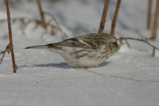 redpoll1.JPG