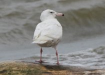 Glaucous_Gull_20110615_Magee_3047_KK.jpg