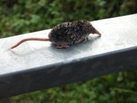 pigmy shrew resize.jpg