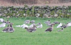 Bean goose with greylags whitefronts and pinkfeet.jpg