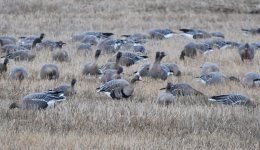 European whitefronts with pinkfeet.jpg