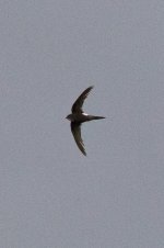 fork-tailed swift.jpg