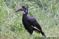 abyssinian ground-hornbill, Murchison NP, Uganda, 10-2011 v1067.jpg