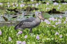 shoebill, the delta, Murchison NP, Uganda, 10-2011 v245.jpg