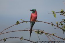 northern carmine beeater, Murchison NP, Uganda, 10-2011 v670.jpg