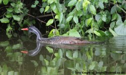 finfoot, Lake Mburo, Uganda, 10-2011 v216 v2.jpg