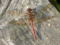 Common Darter.jpg