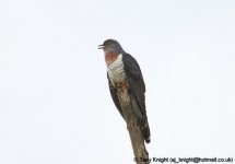 red-chested cuckoo, Lake Mburo, Uganda, 10-2011 v105 v2.jpg