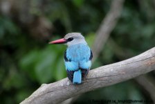 woodland kingfisher, Lake Mburo, Uganda, 10-2011 v230 v2.jpg