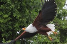 african fish eagle, Lake Mburo, Uganda, 10-2011 v225.jpg