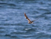 Sooty Tern_Tanjung Dawai_160611_IMG_2249.jpg