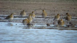 Golden Plovers Flashes 031211.jpg