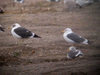 Lesser Black-backed Gulls.JPG