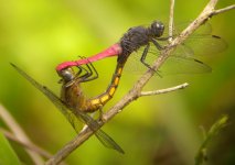 DSCN8076 Red Skimmer mating bf.jpg