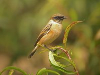 DSCN8068 Siberian Stonechat bf.jpg