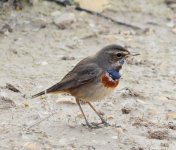 Bluethroat.JPG