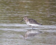 Little Stint.jpg