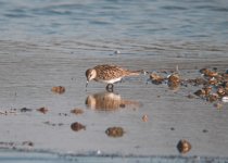 Baird's Sandpiper-01.jpg