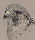 peregrine_portrait.jpg