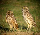Burrowing Owls 2.jpg