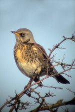 Fieldfare 2b.jpg