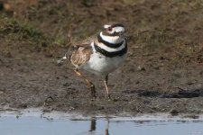 killdeer080406ax.jpg