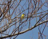 goldfinch1 small.jpg