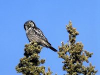 N Hawk Owl.jpg