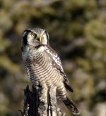 N Hawk Owl 2.jpg