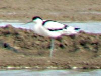 Pied Avocet.JPG