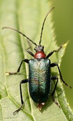 beetle_2349 small.jpg