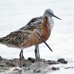 asiatic dowitchers..g#BE648.jpg