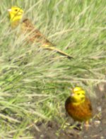 yellowhammers lurgangreen apr 06.jpg