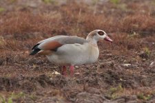 egyptiangoose170106b.jpg