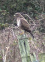 buzzard ballymac cross.jpg