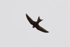 Pallid Swift 111027 IMG_4372.jpg