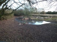 resized seasonal pool after logs chopped 13th dec11.jpg