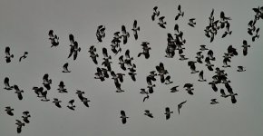 Lapwings.jpg